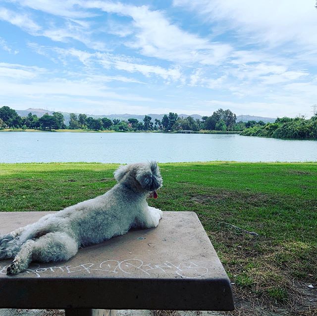Rescue Dog Frankie having a relaxing day at Legg Lake!  #cutedogs #adoptdontshop #rescuedogsofinstagram #puppylove #rescuedog