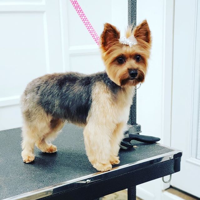 So happy Jessica is back from pregnancy leave. I mean look at Freddy&rsquo;s perfect groom. Love it. ❤️🐶#doggrooming #greatgrooming #yorkiecute #yorkie