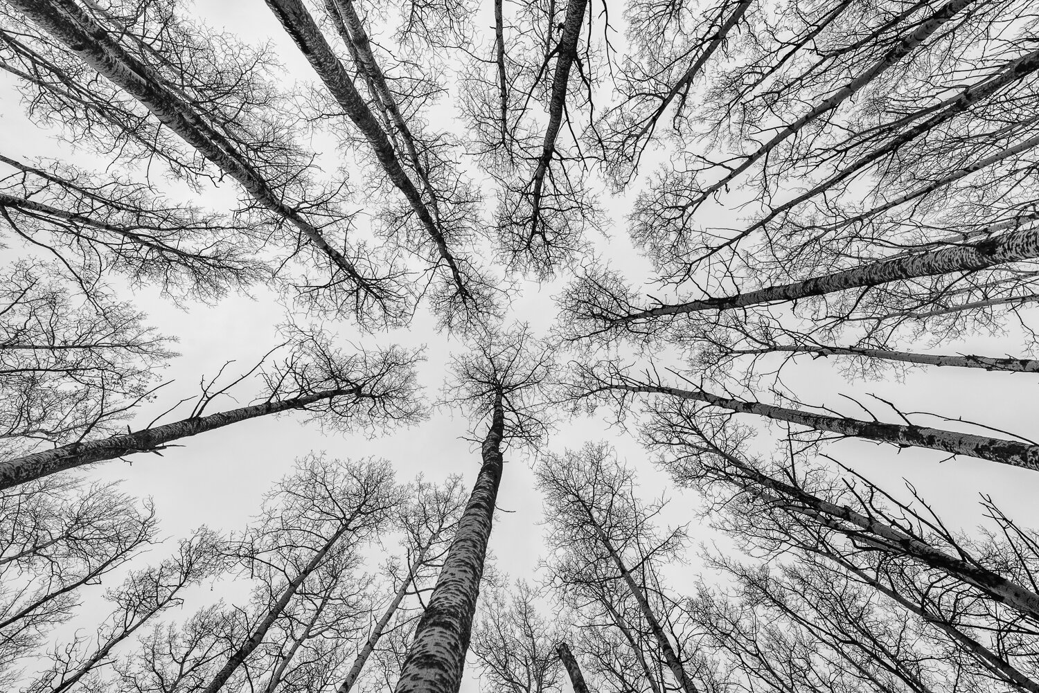 Aspens at Snagwood.jpg