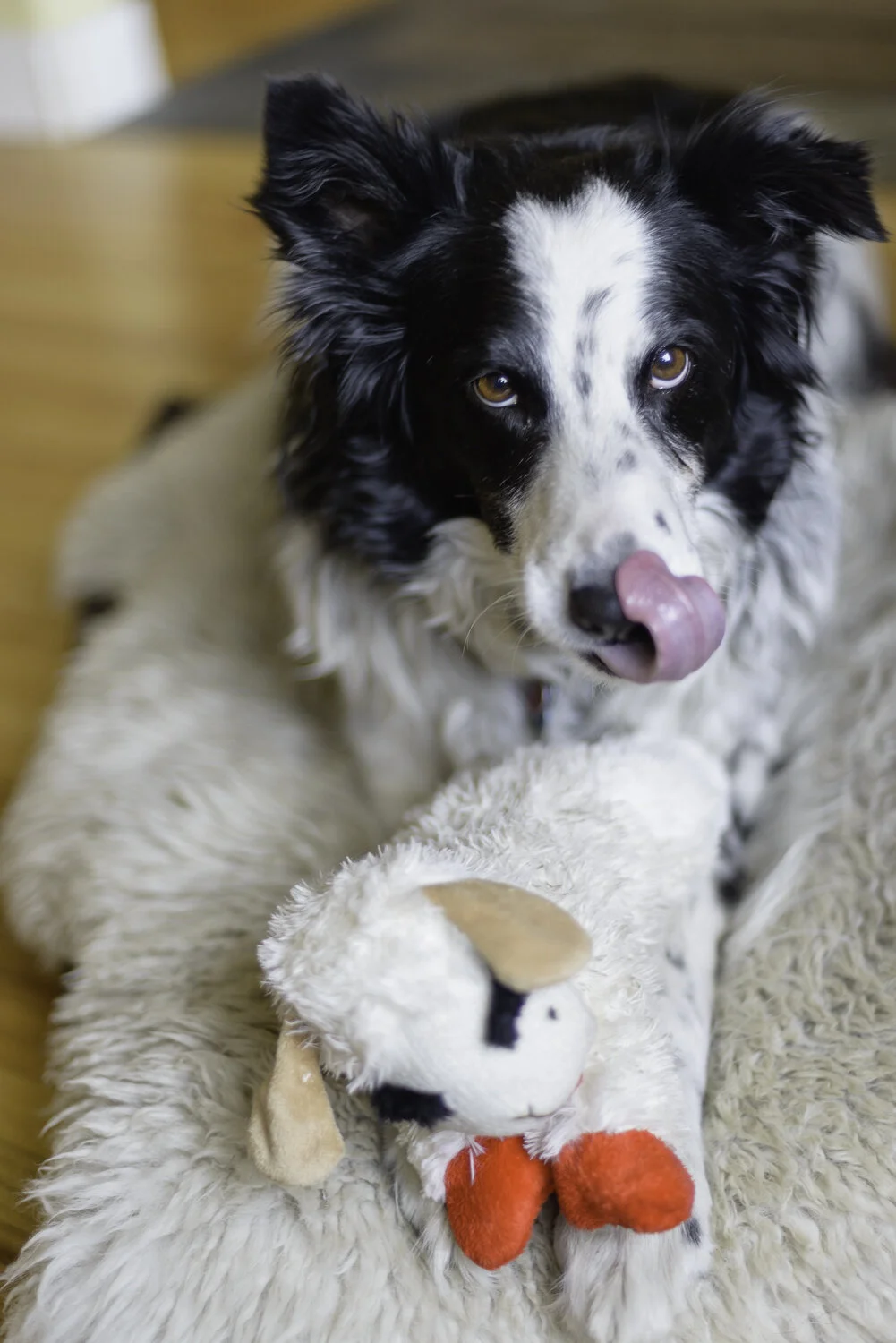 Lambchop is doomed.jpg