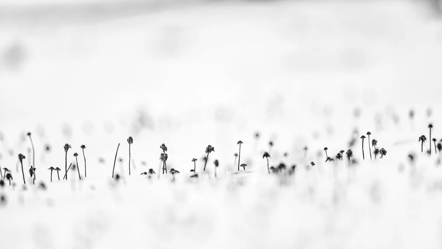Mountain avens, Athabasca glacier.jpg