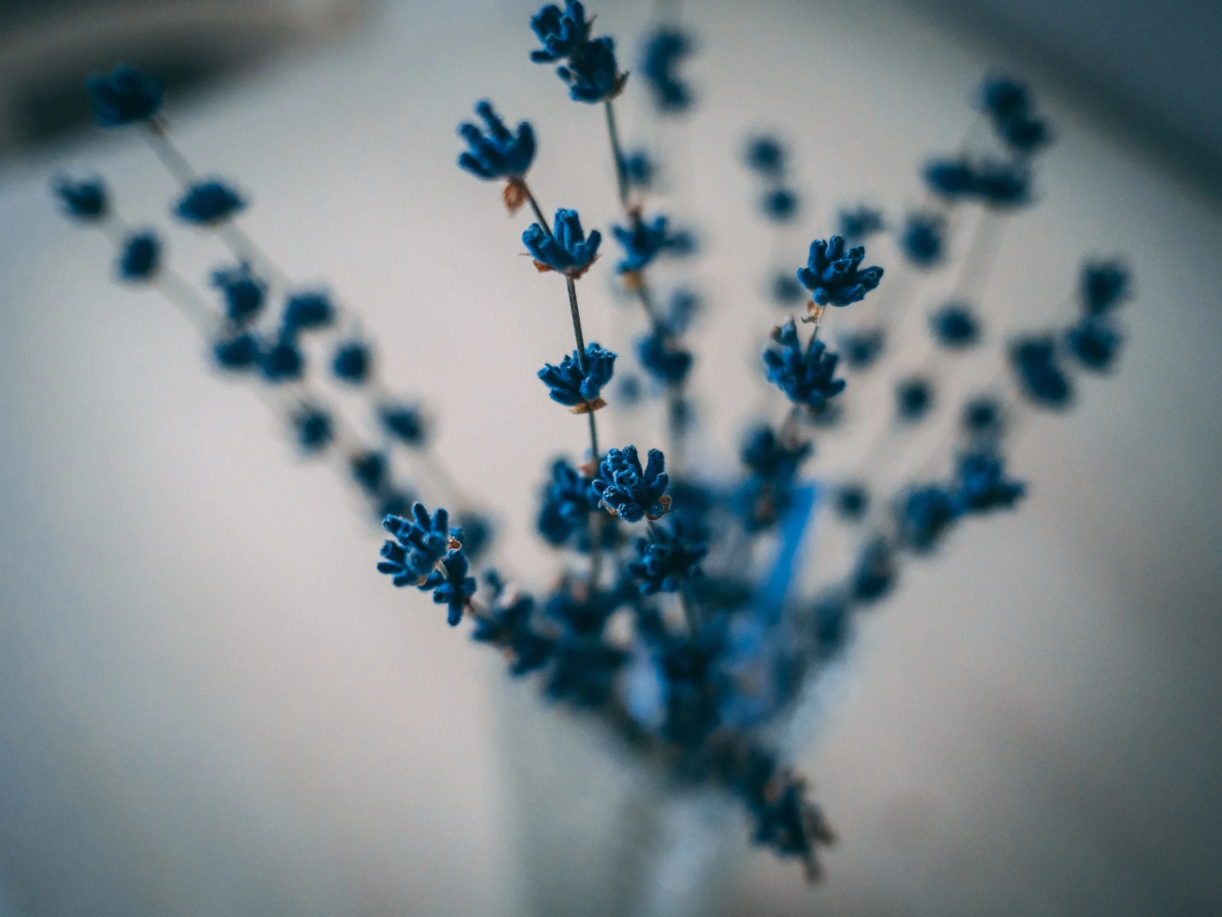 blossom-blue-flowers-blurred-background-1313345.jpg