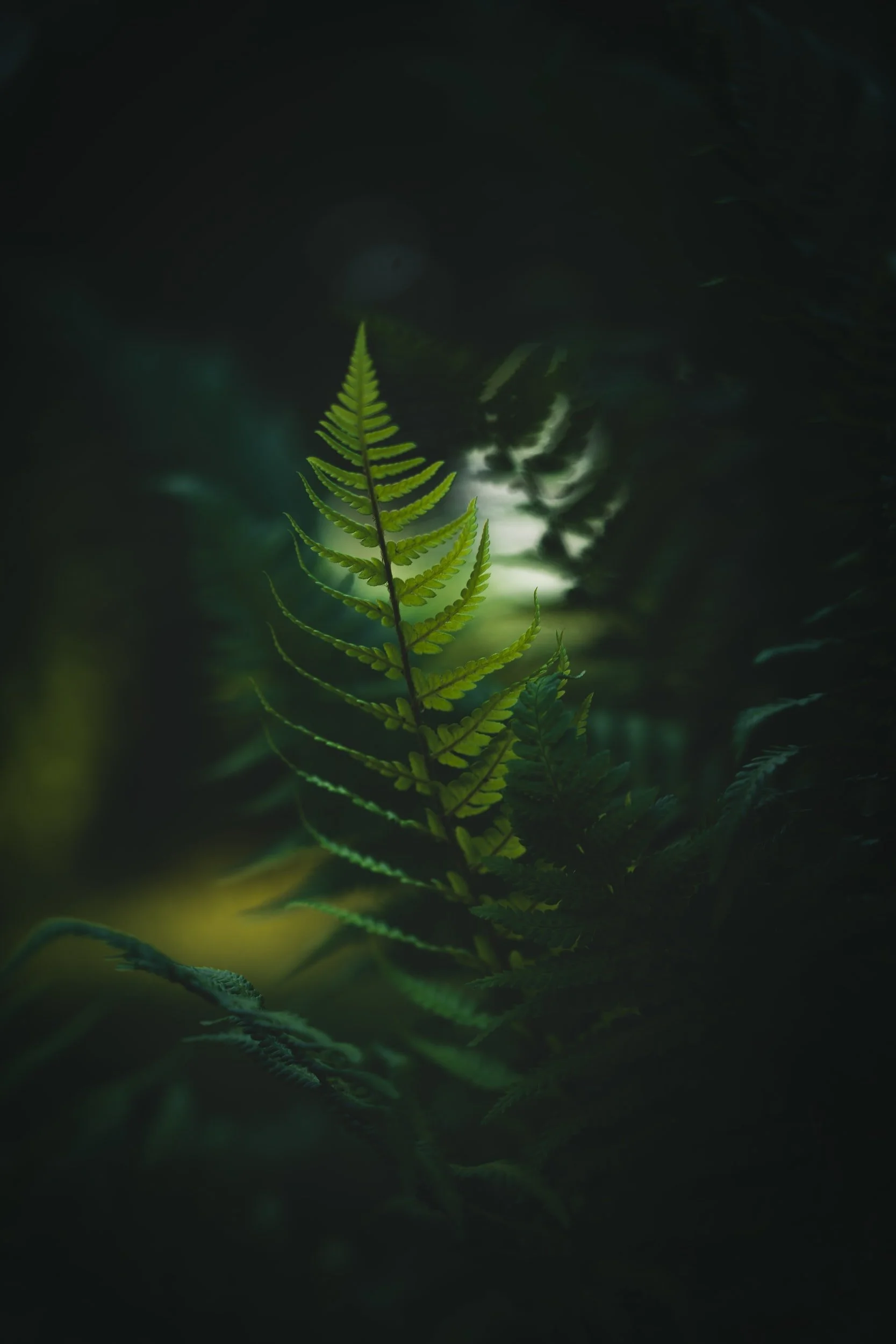 unsplash-image-3FtrpFoq9Cw.jpg