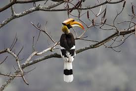 Birding