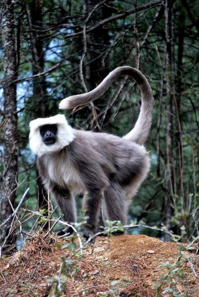 golden langur.jpg