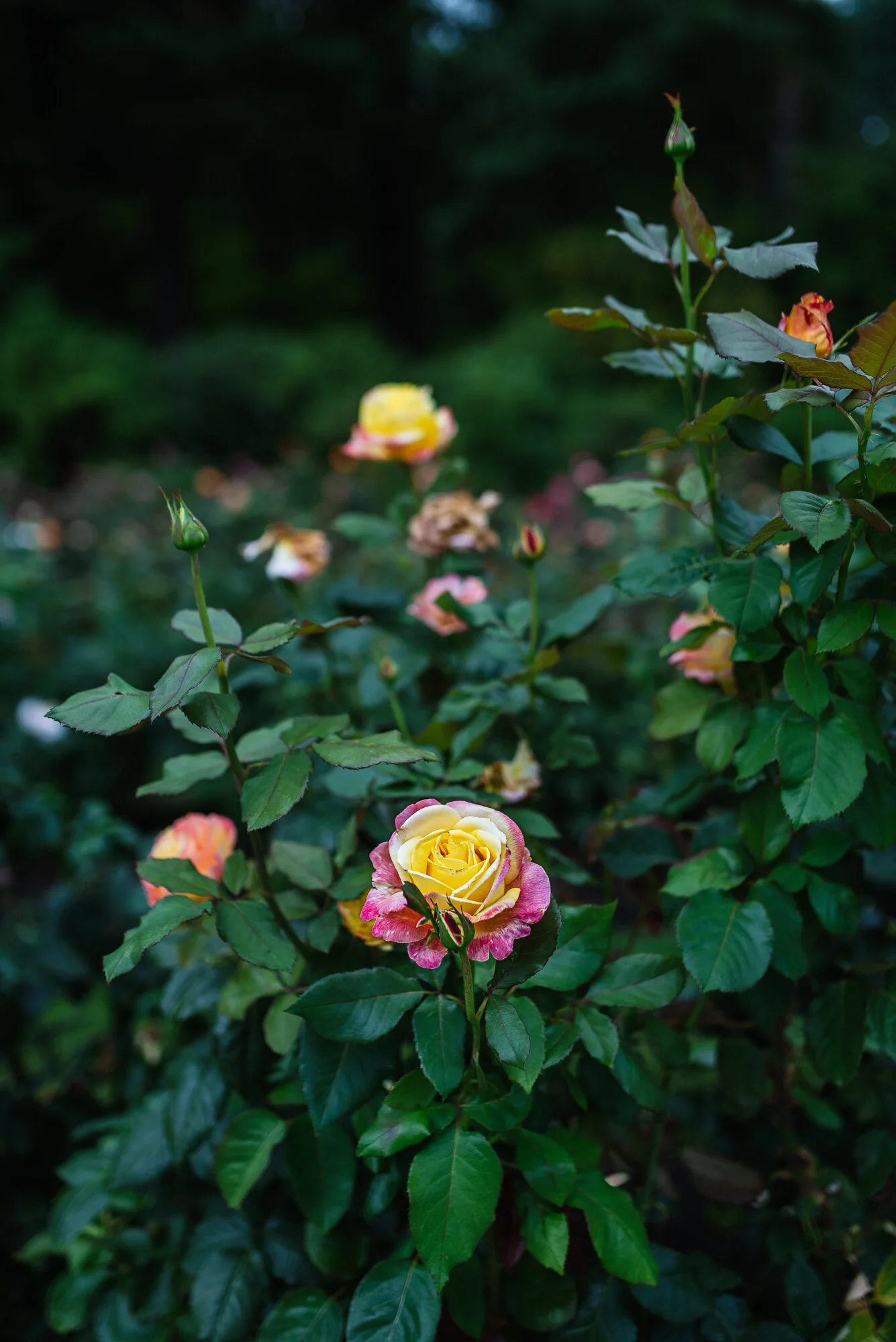 WashingtonPark (17 of 18).jpg