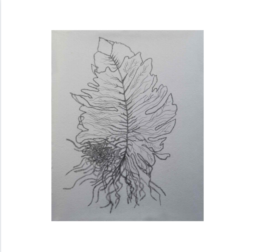 Simons_Herbarium I_Graphite_2019-2020.png