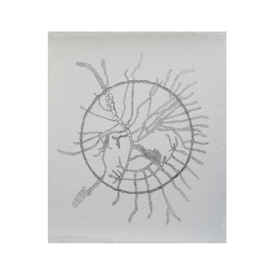 [Graphite Drawing] Aequilibrium I by Sandra Cáceres Simons 