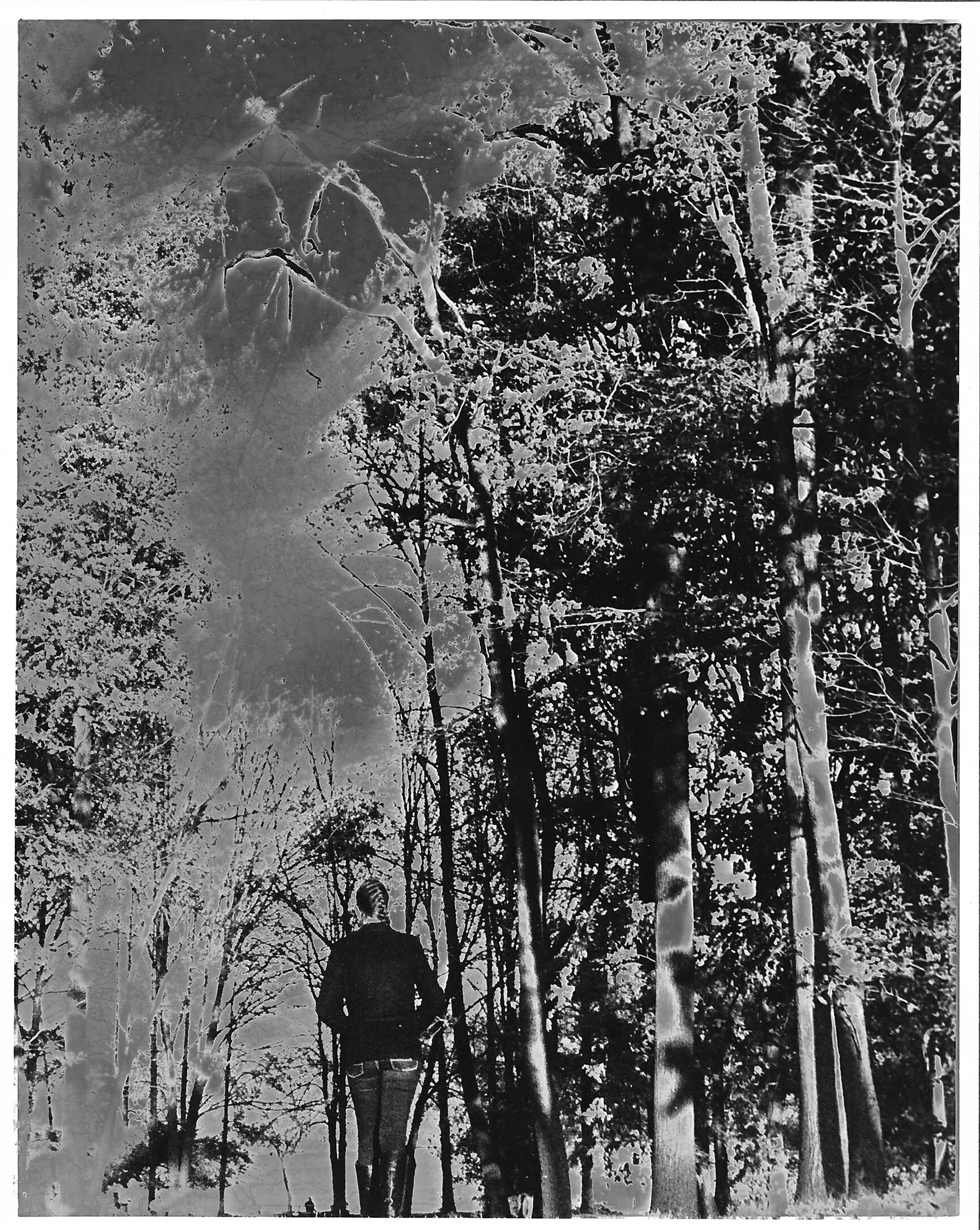 forest sabbatier.jpg