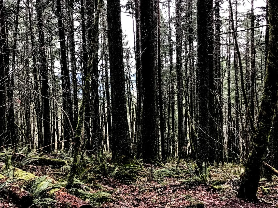 forest4.jpg
