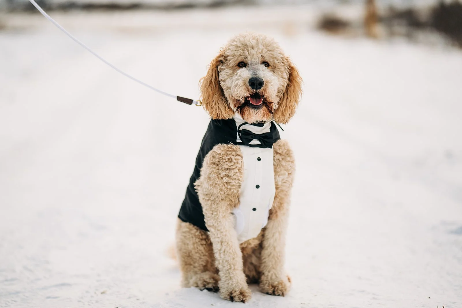 rocky mountain national park wedding dog posing for photo wearing a tuxedo near 3m curve