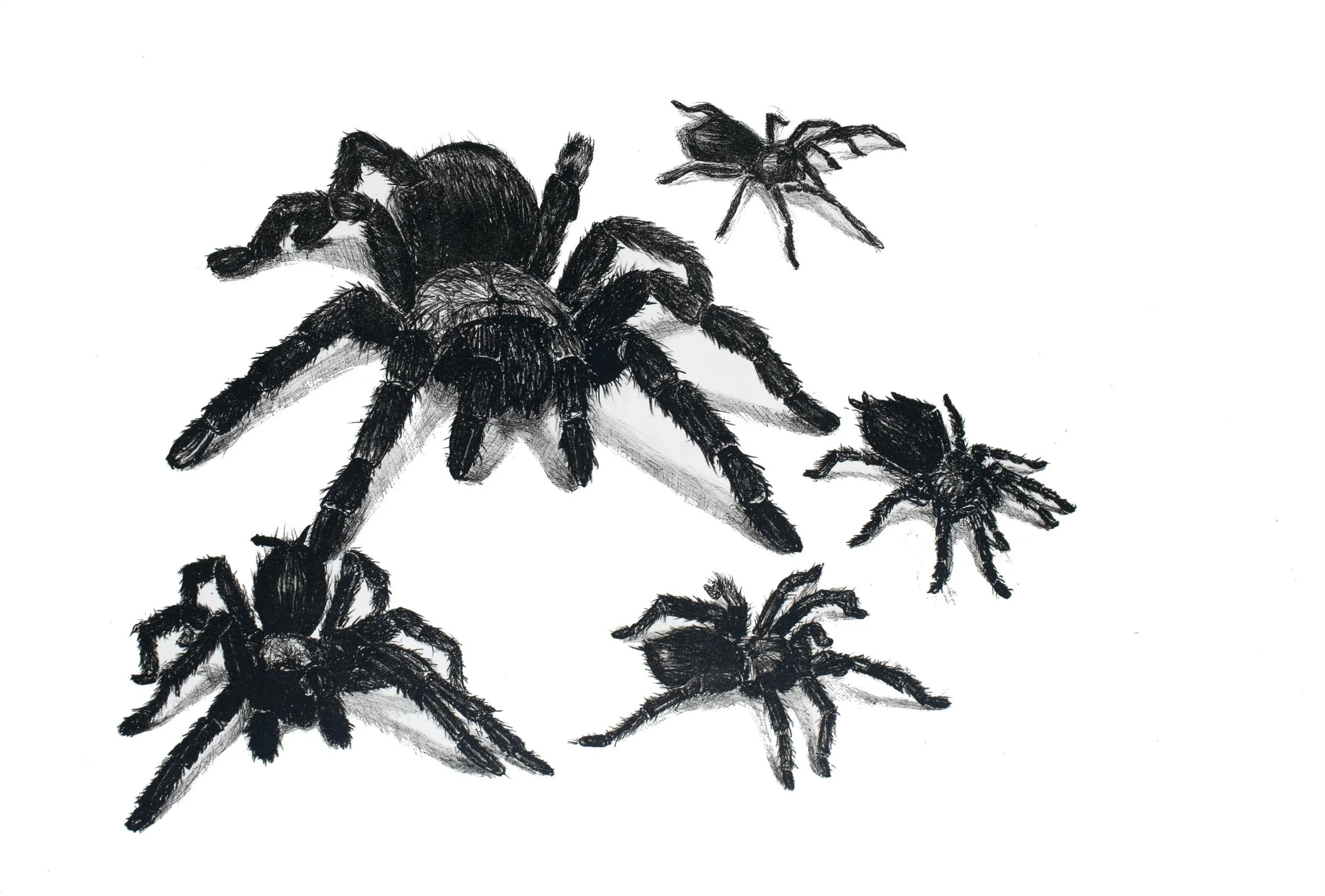   Cluster   Lithograph on paper  22.5x33 in  2017 
