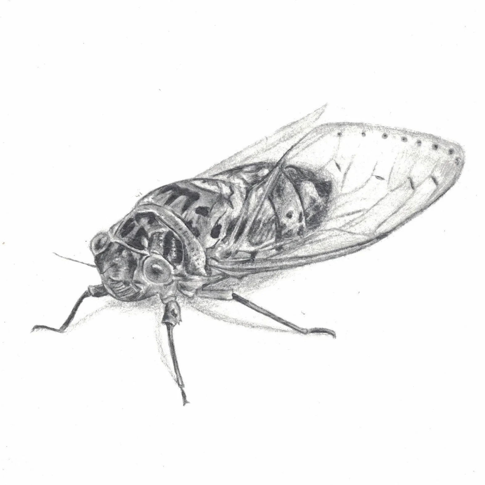   Cicadoidea   Pencil on paper&nbsp;  8x8 in  2017   