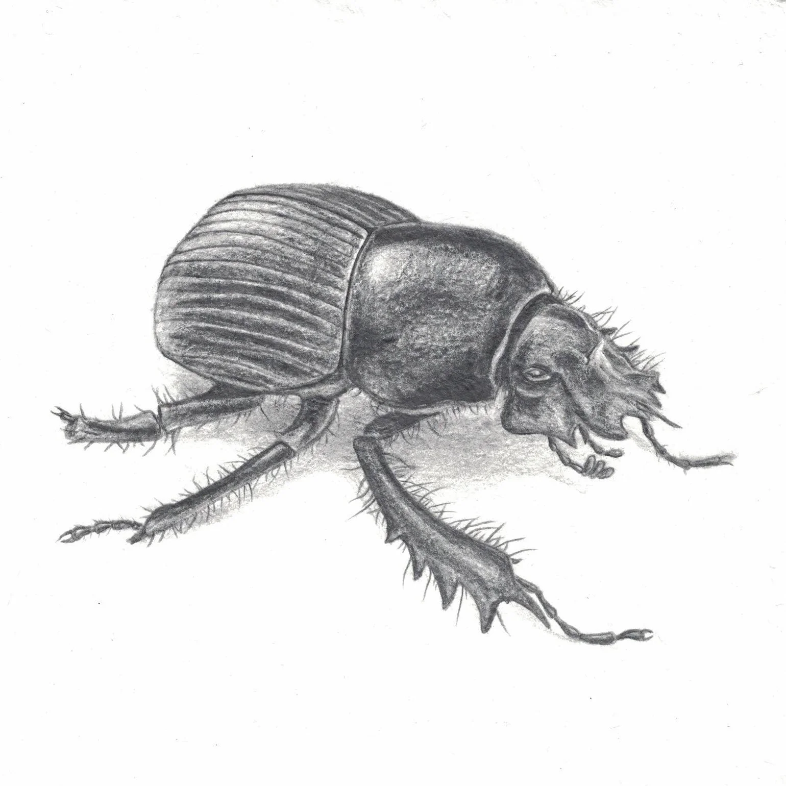   Scarabaeinae   Pencil on paper&nbsp;  8x8 in  2017 