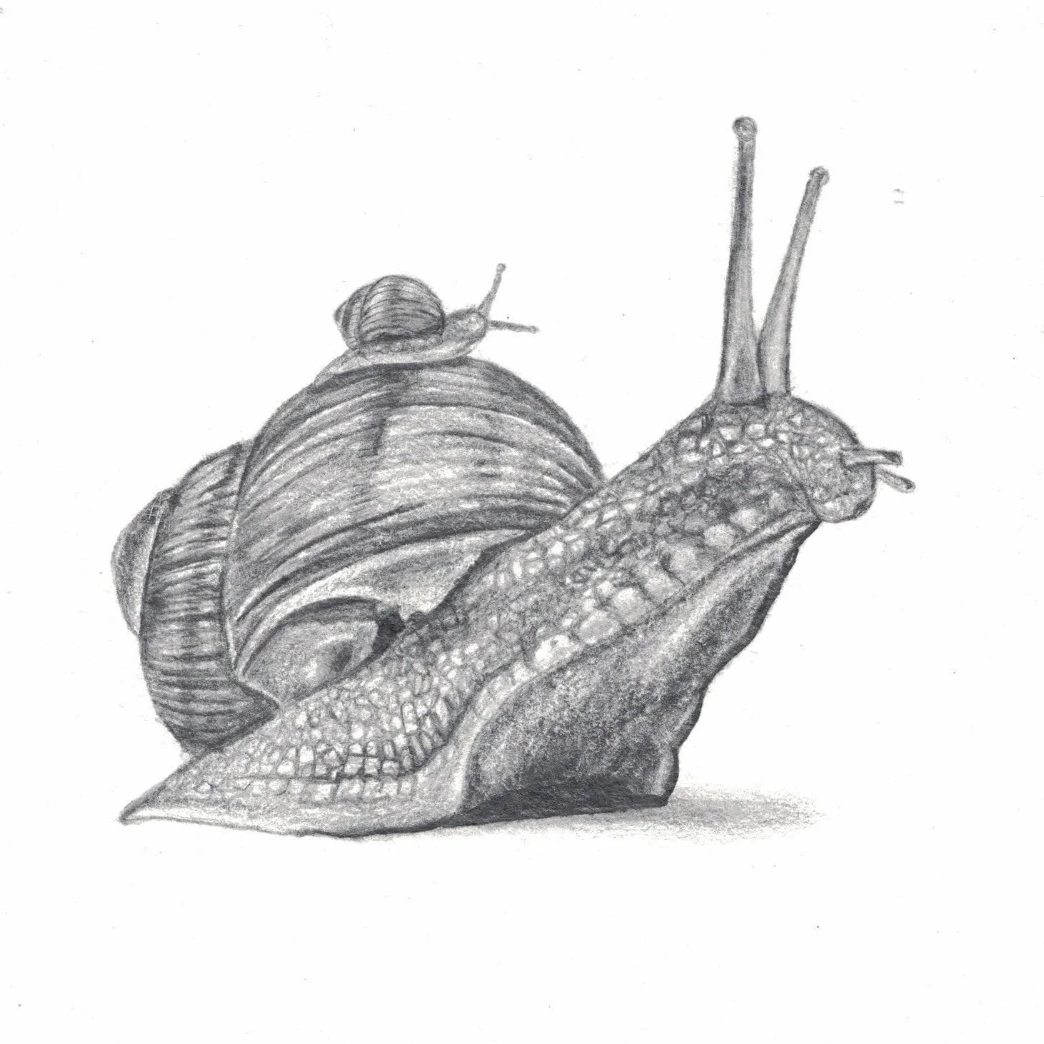   Helix pomatia   Pencil on paper&nbsp;  8x8 in  2017 