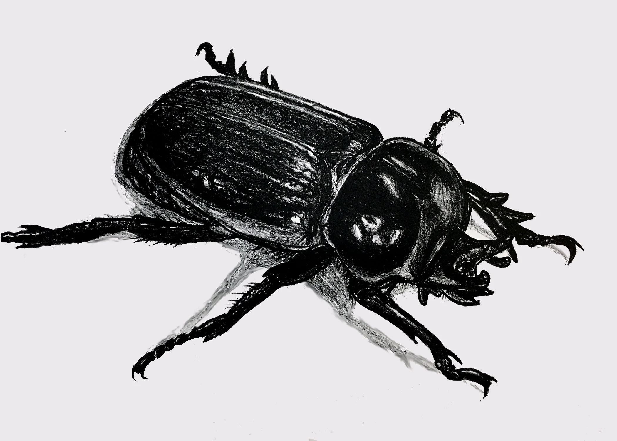   Coleoptera   Lithograph on paper  19.25x15 in  2016 