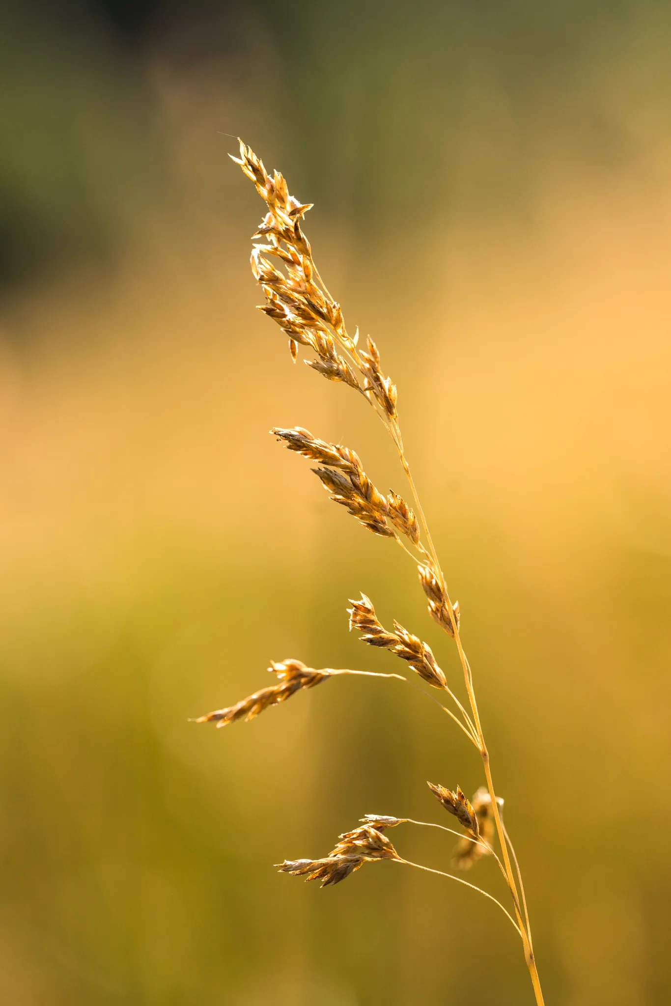 Golden Wheat