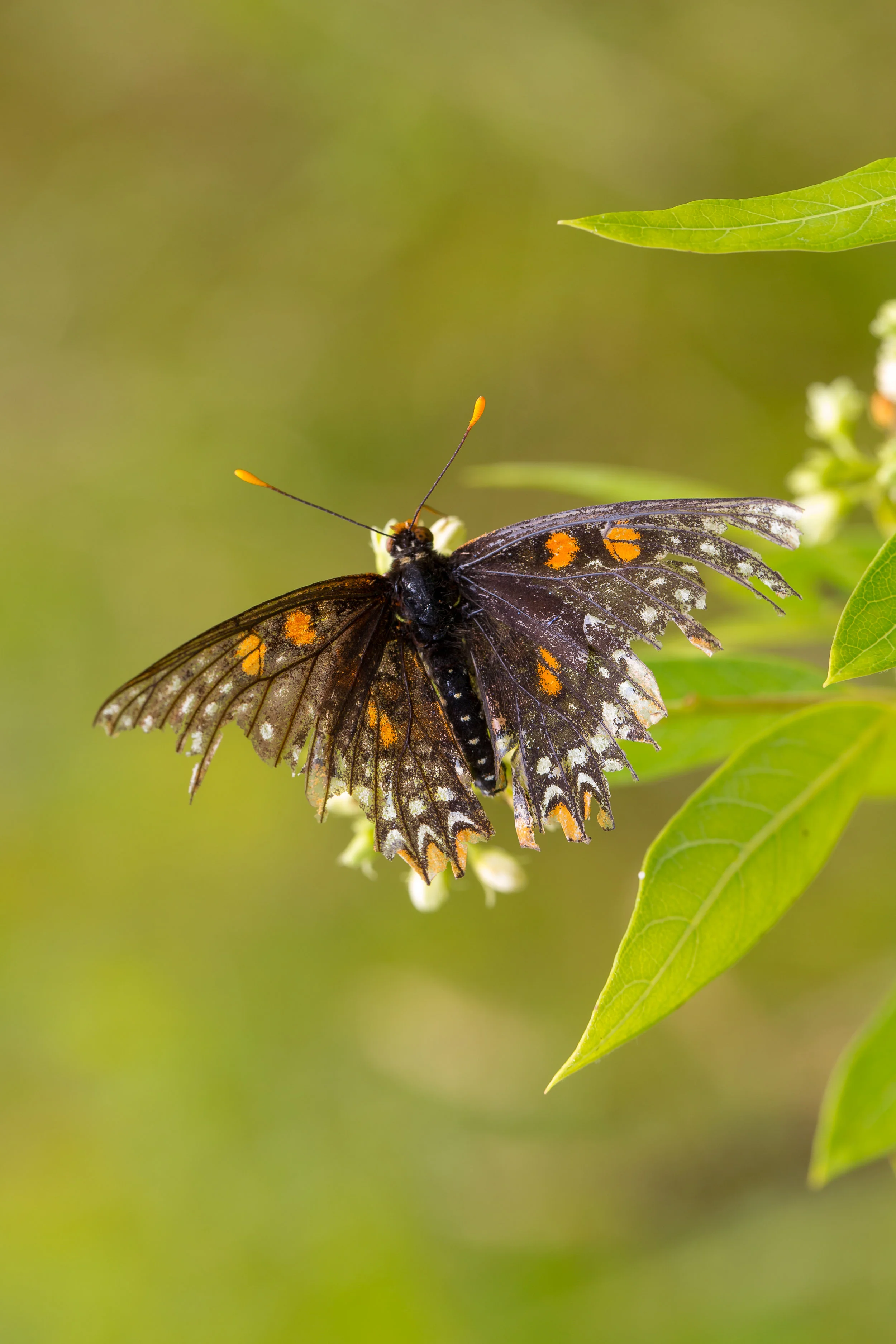 Baltimore Checkerspot