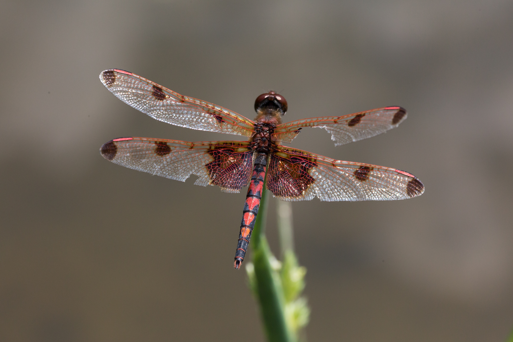 Red Saddlebags
