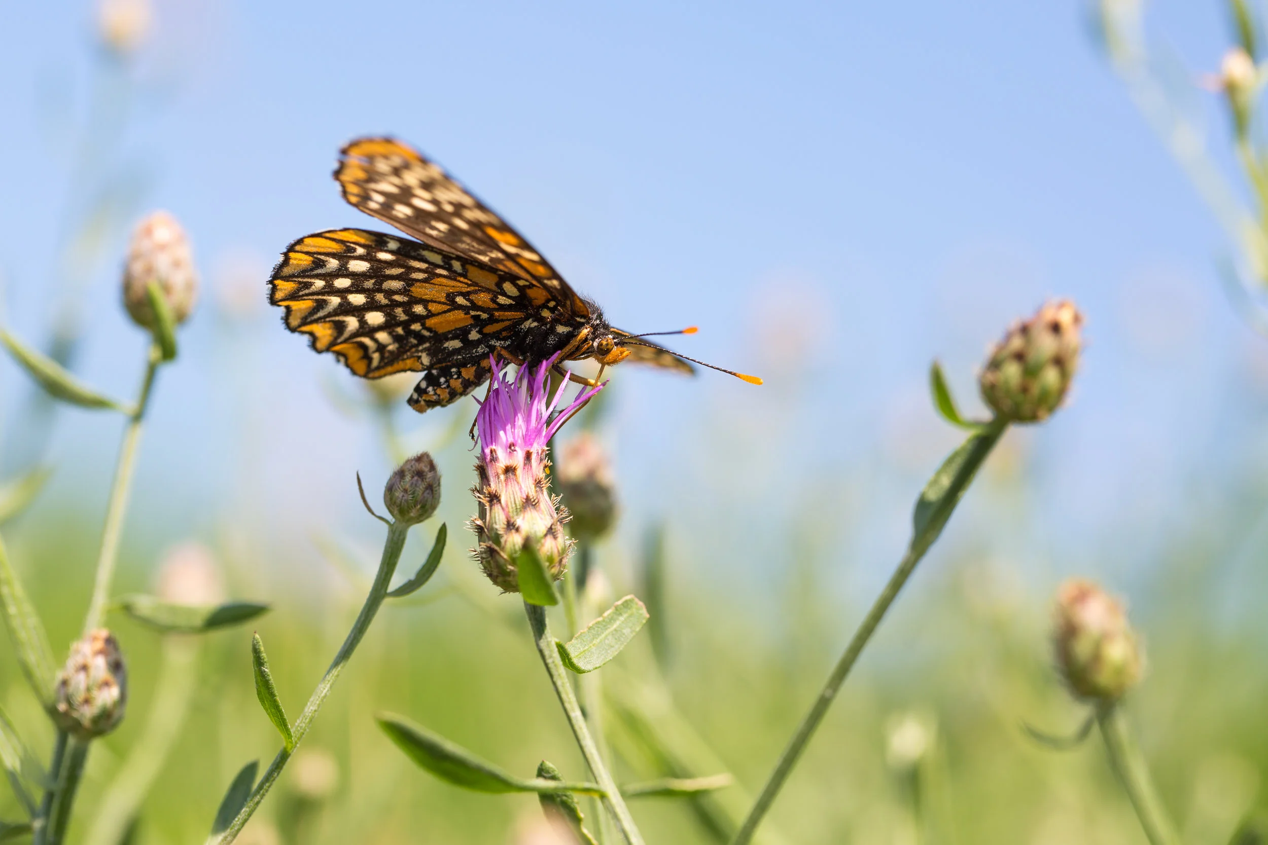 Baltimore Checkerspot