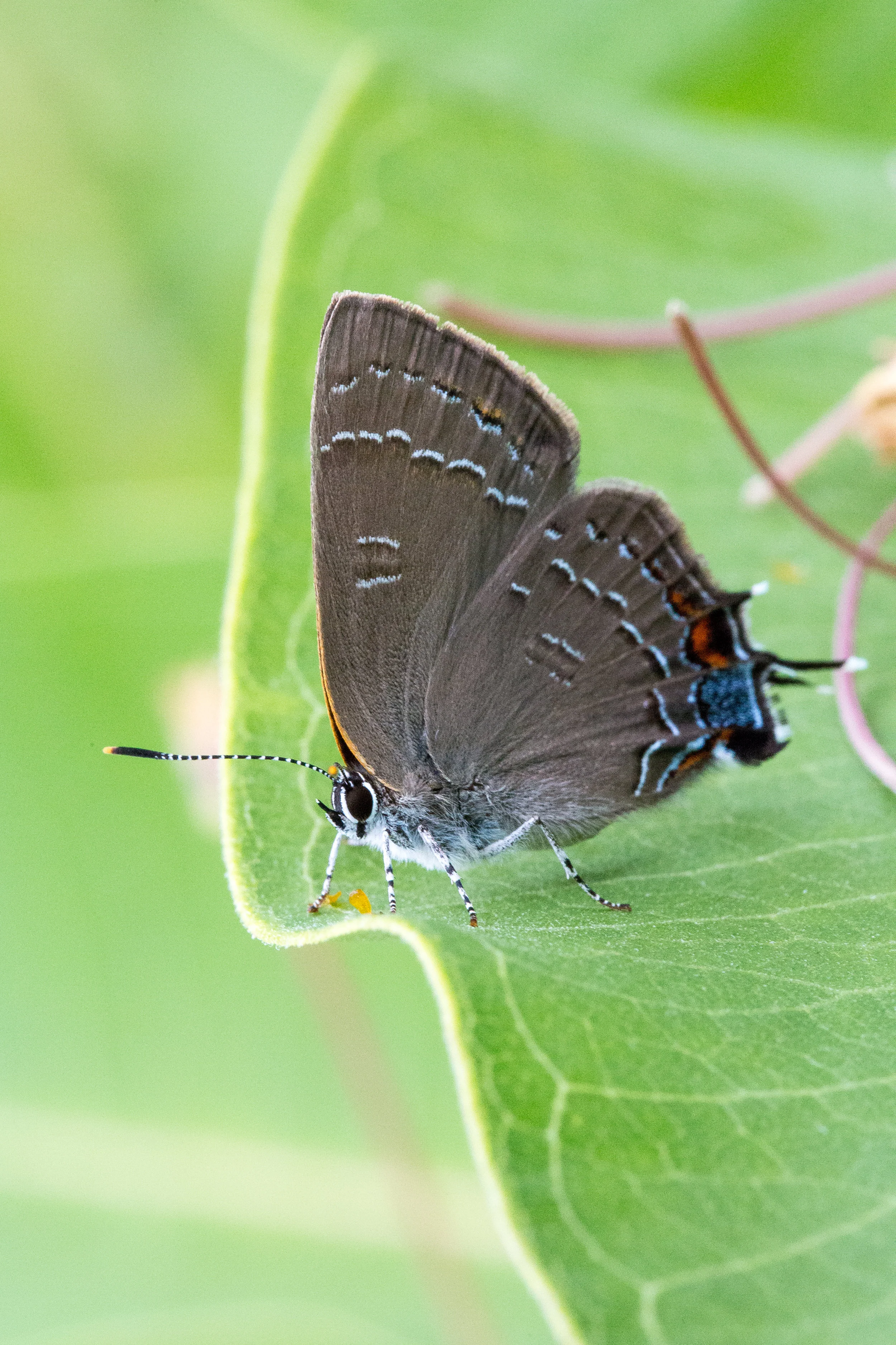 Banded Hairstreak