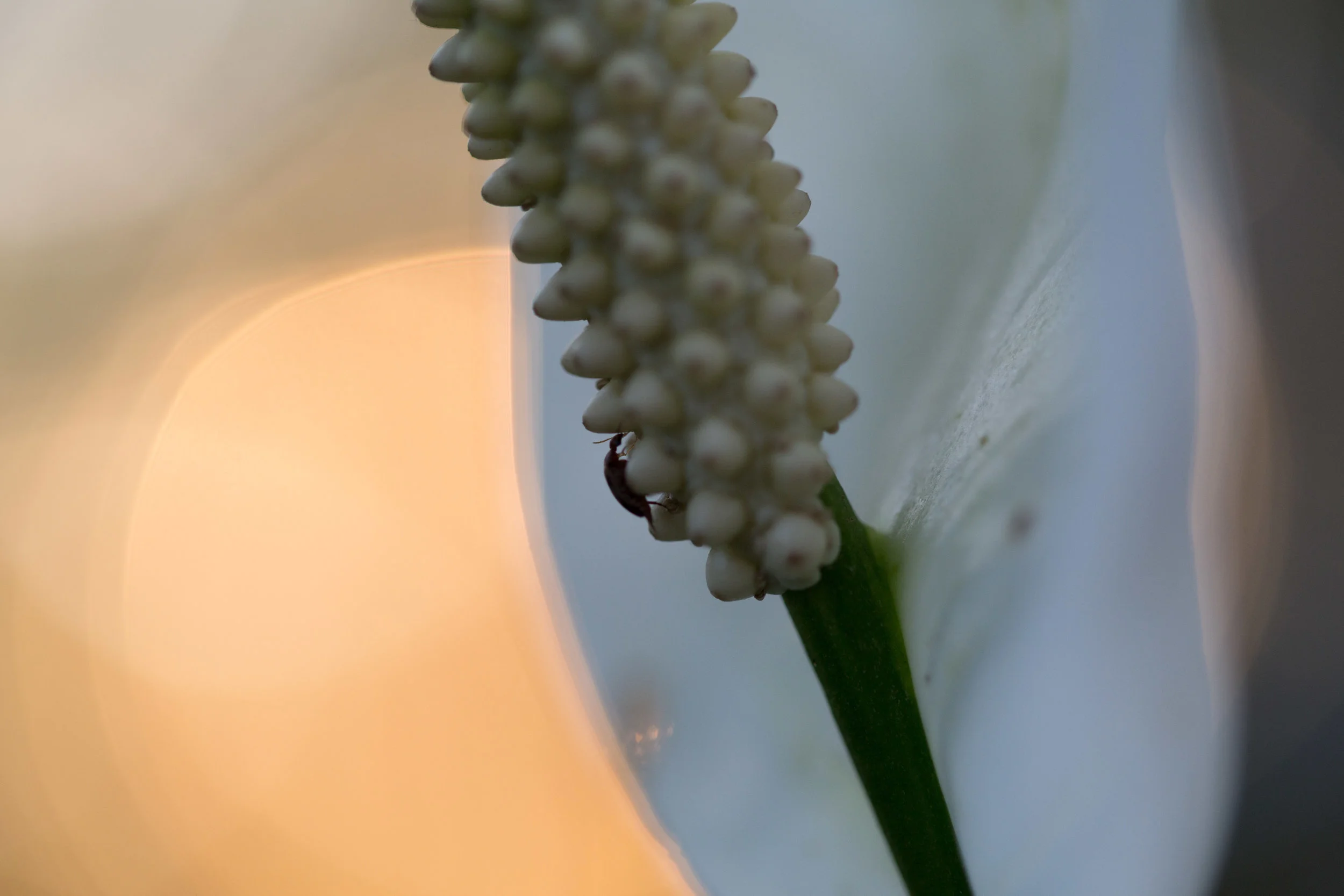 Insect Macro