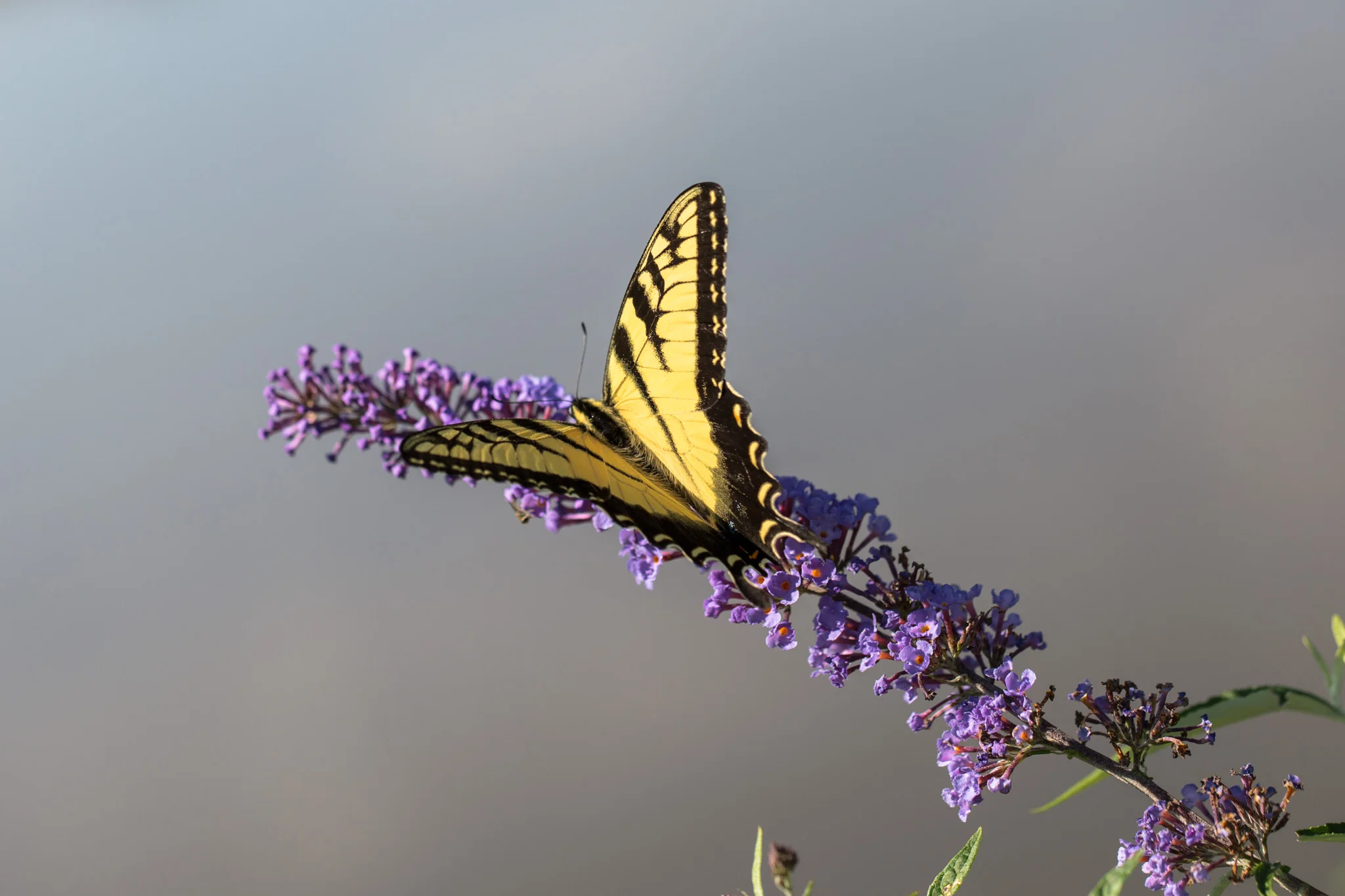 Tiger Swallowtail