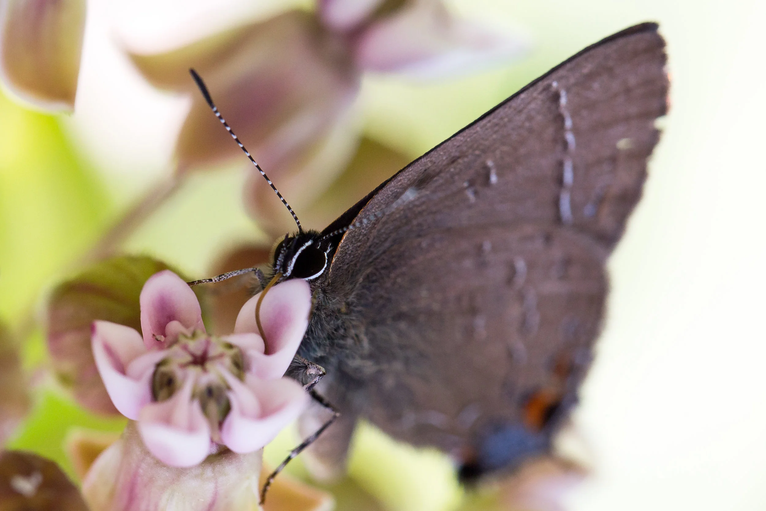 Banded Hairstreak