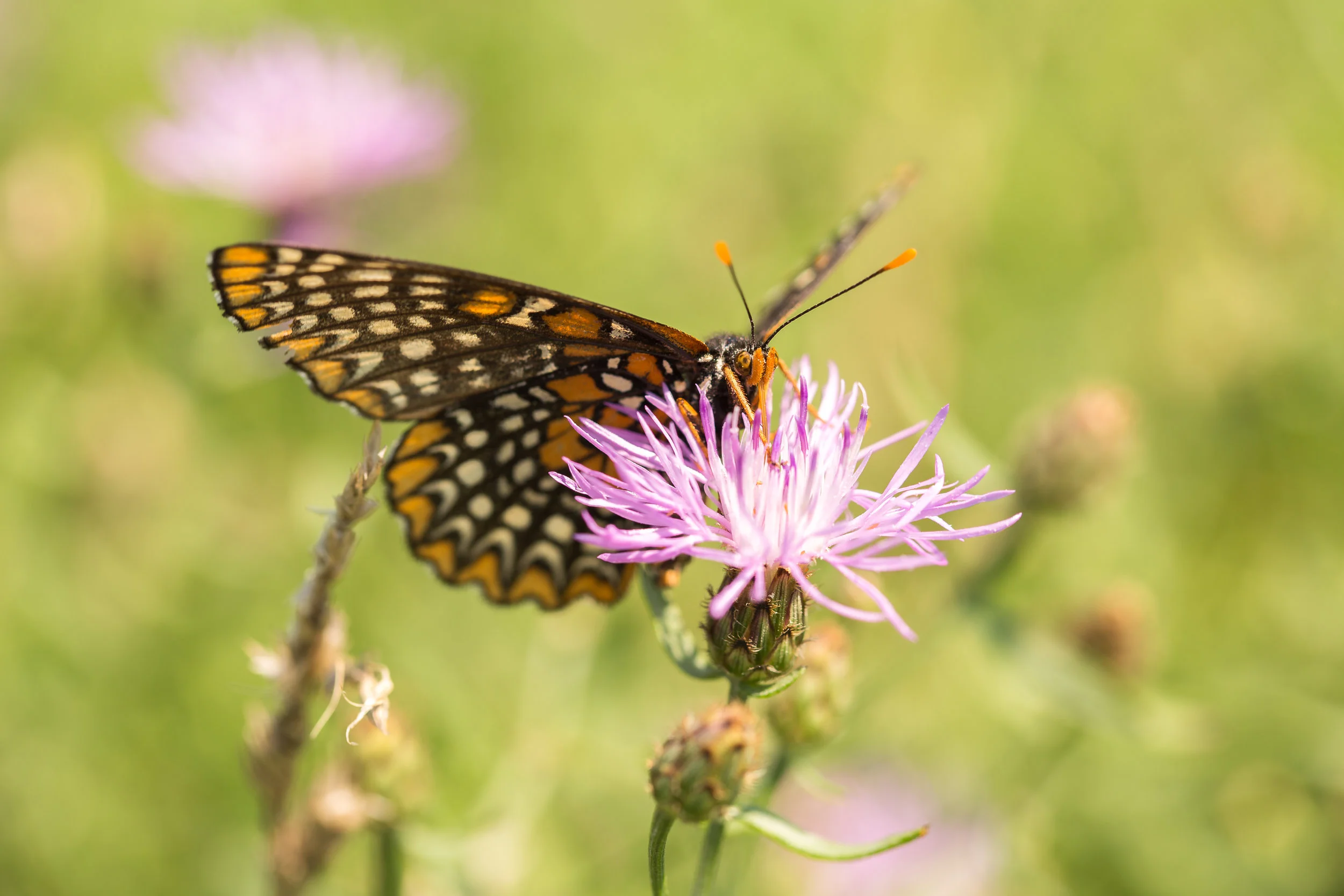 Baltimore Checkerspot