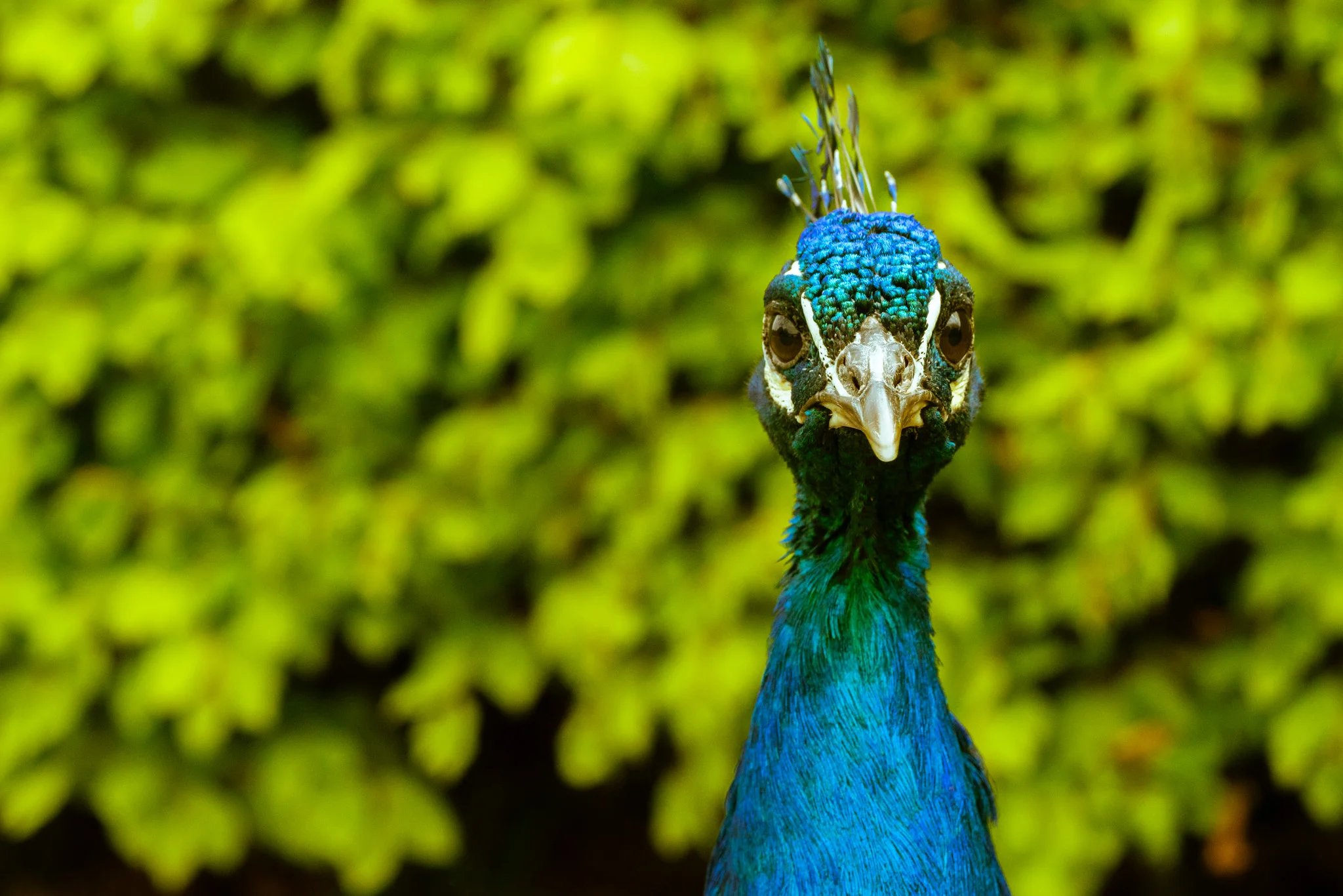 India Blue Peafowl
