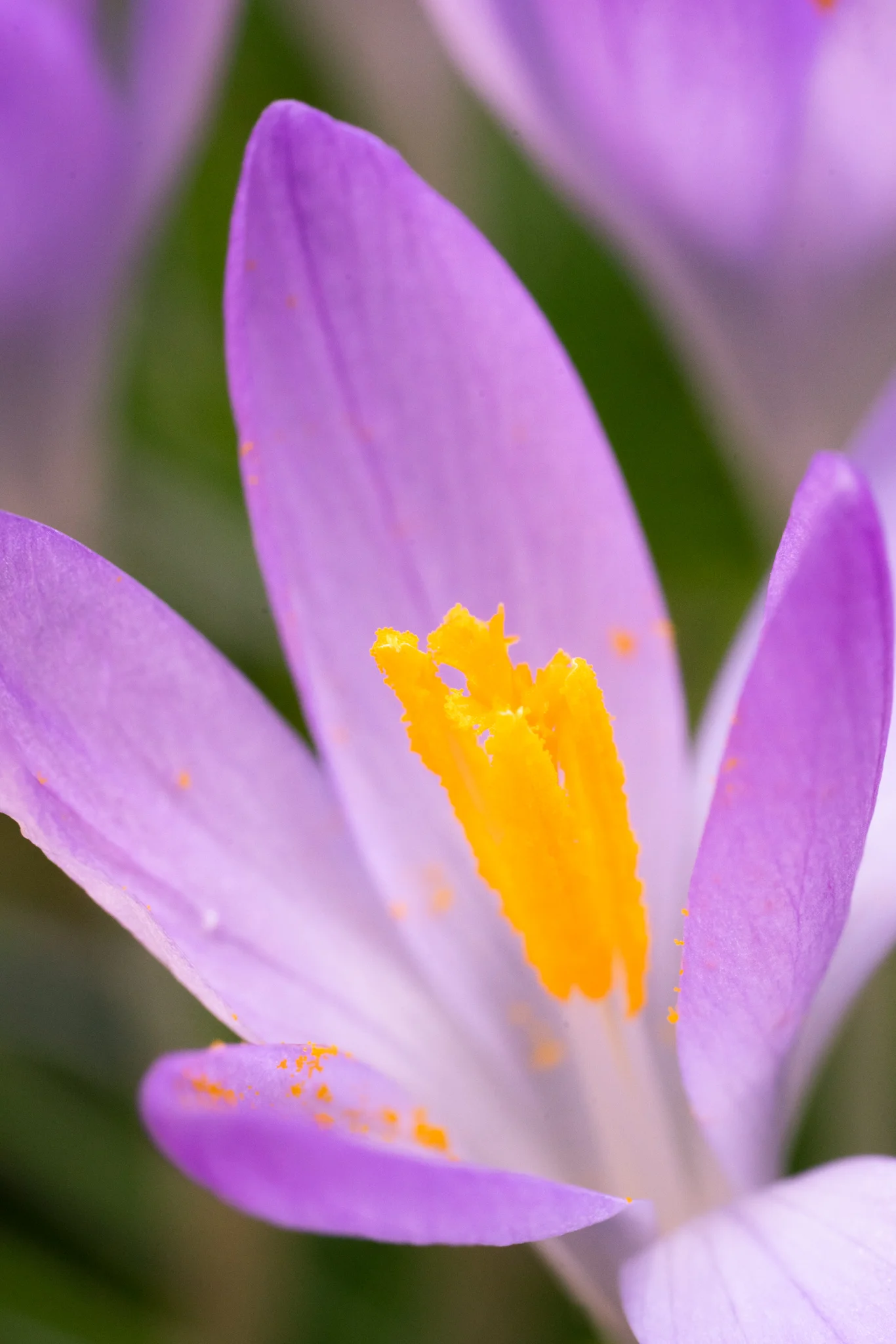 Blooming Crocus