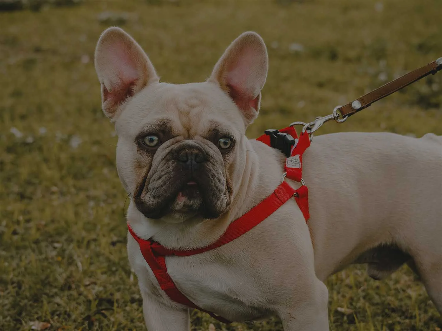 french bulldog puppies dfw