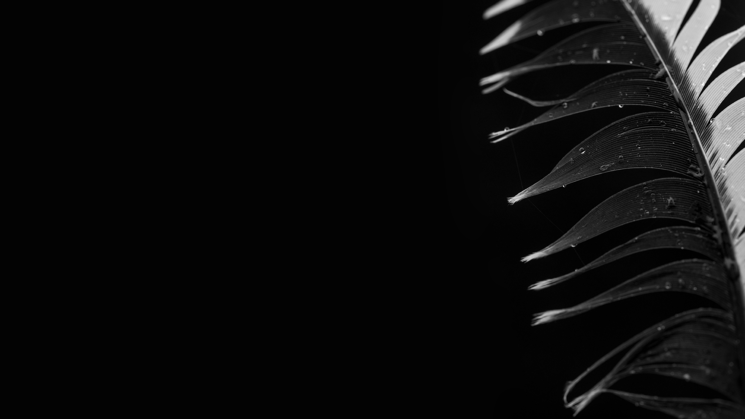 Website Splash 1.png