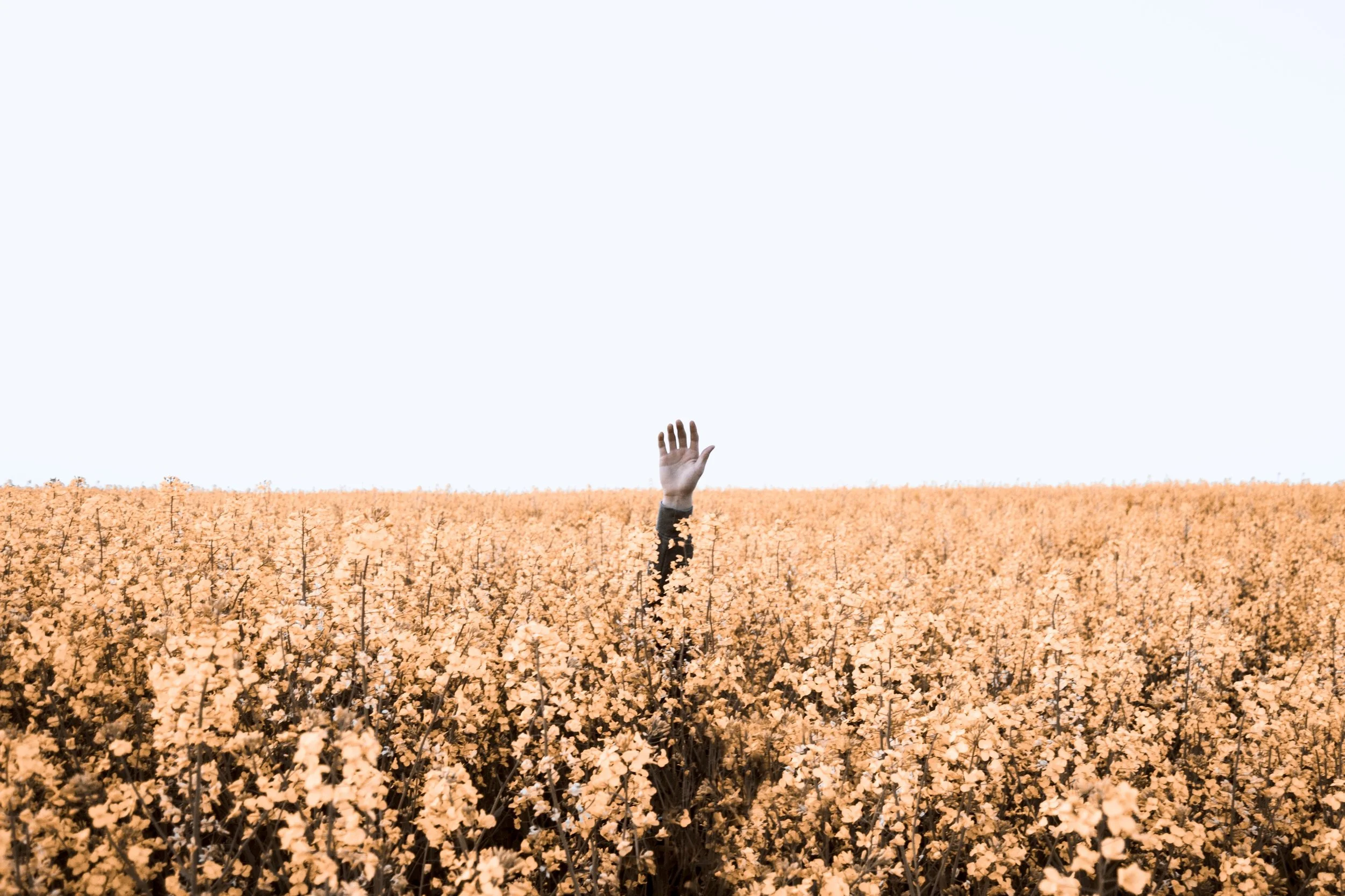 daniel-jensen-440210-unsplash.jpg