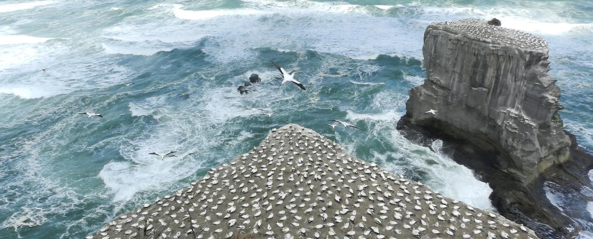 seabirds-header.jpg