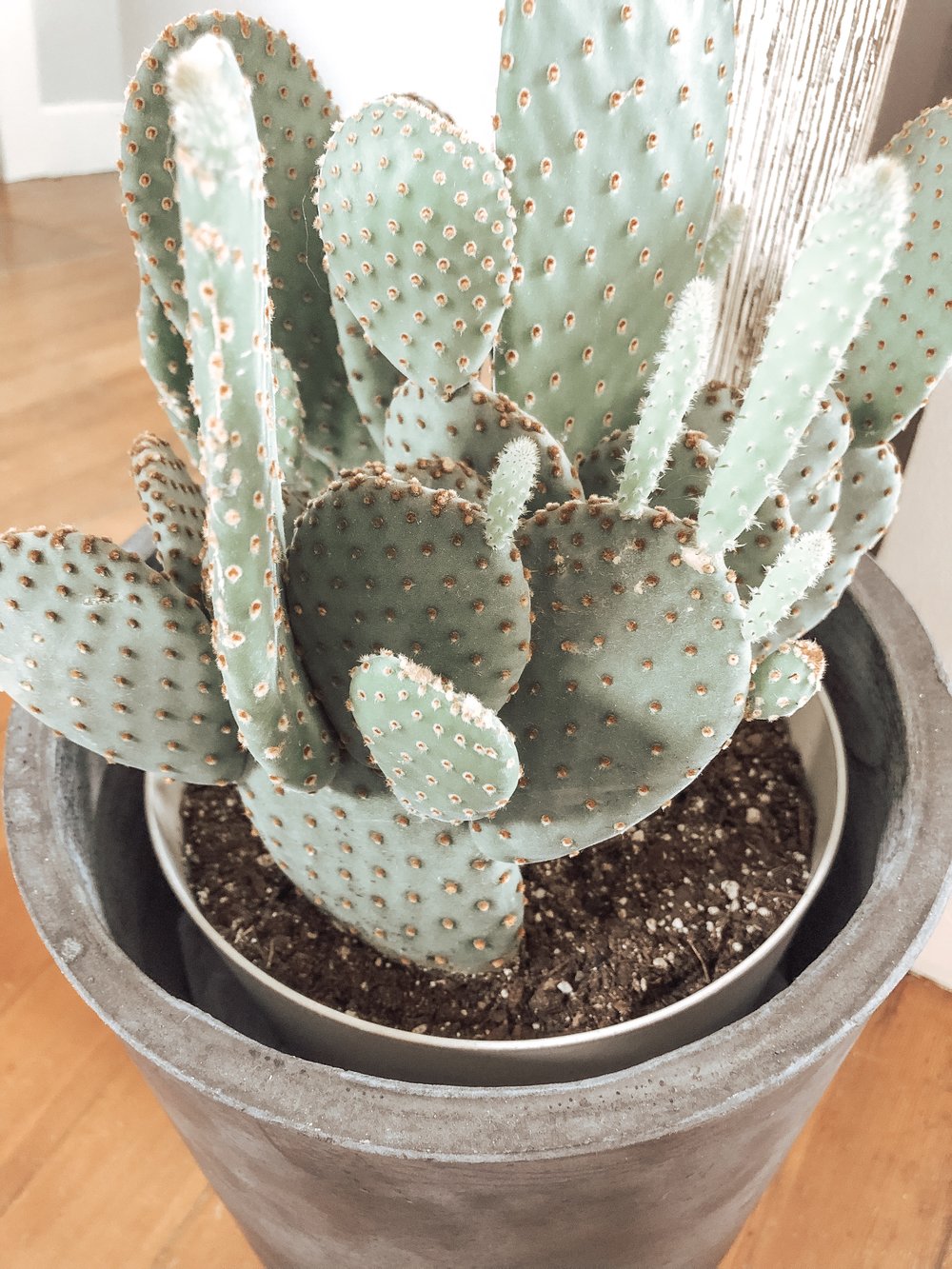 Plant-Care-Cactus-2.JPG