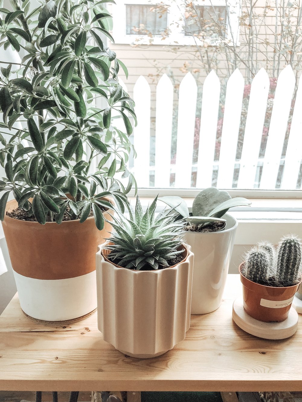  Plant care tips, plant care 101, how to keep plants alive, house plants, home decor, home inspiration 