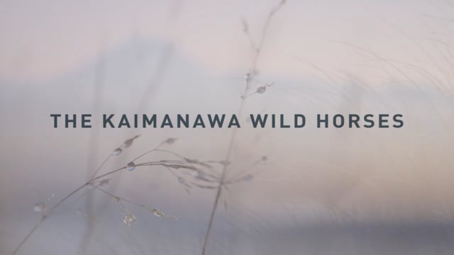 Kaimanawa Wild Horses