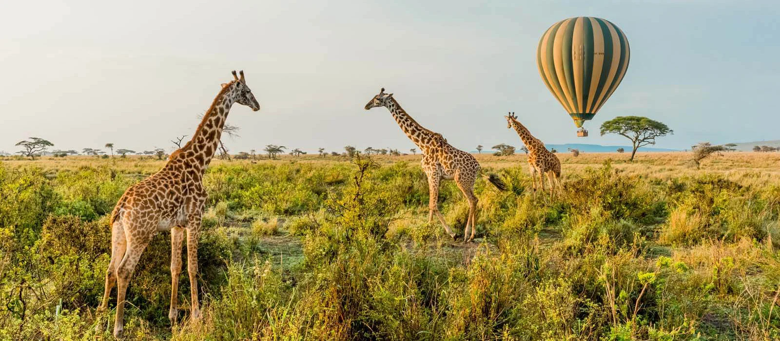 tanzania-safari-tours-easy-travel.jpg