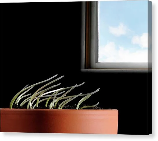 Tropism: Responding to Your Environment 