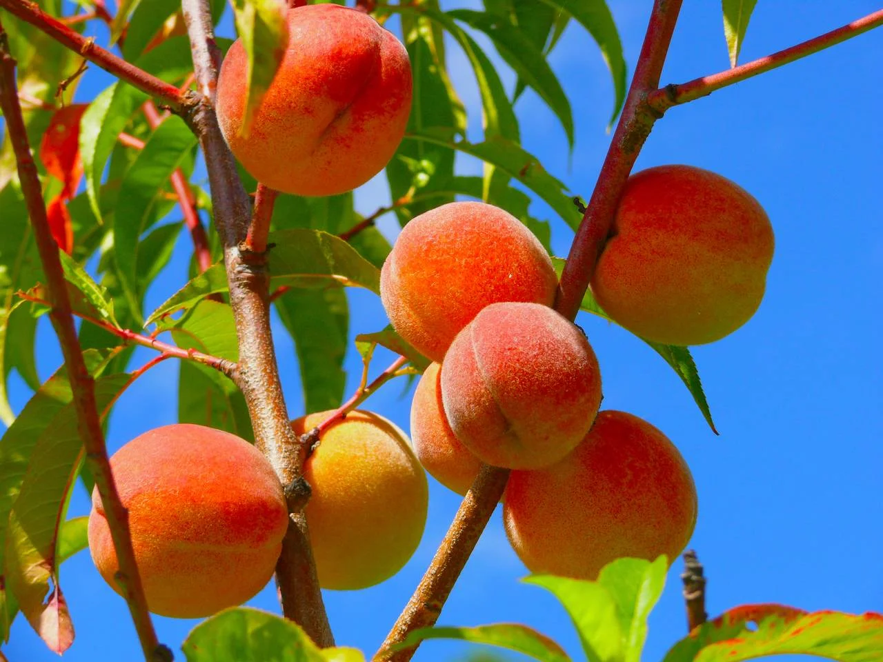 The Perfect Peach: Just Be Yourself 