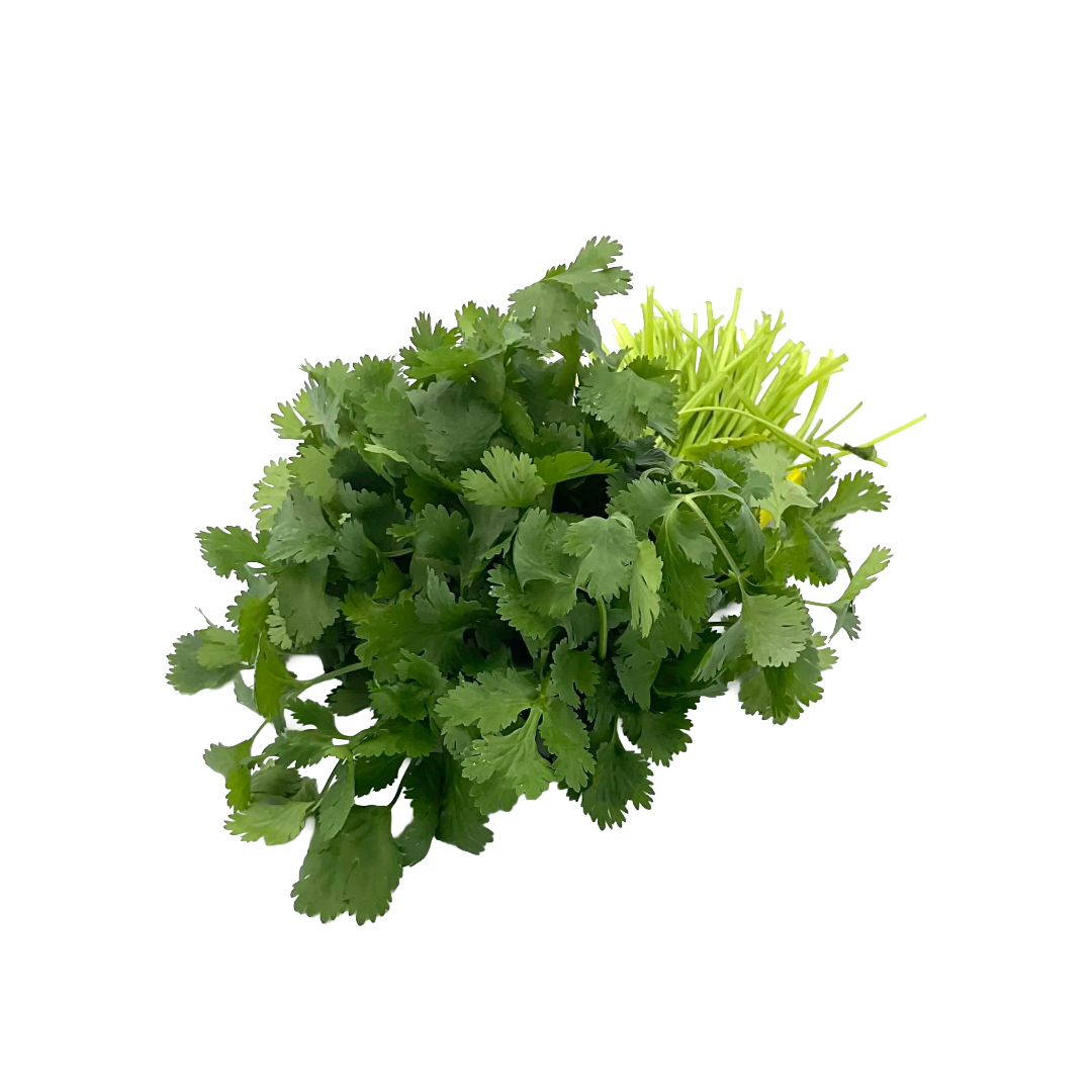 Organic Cilantro