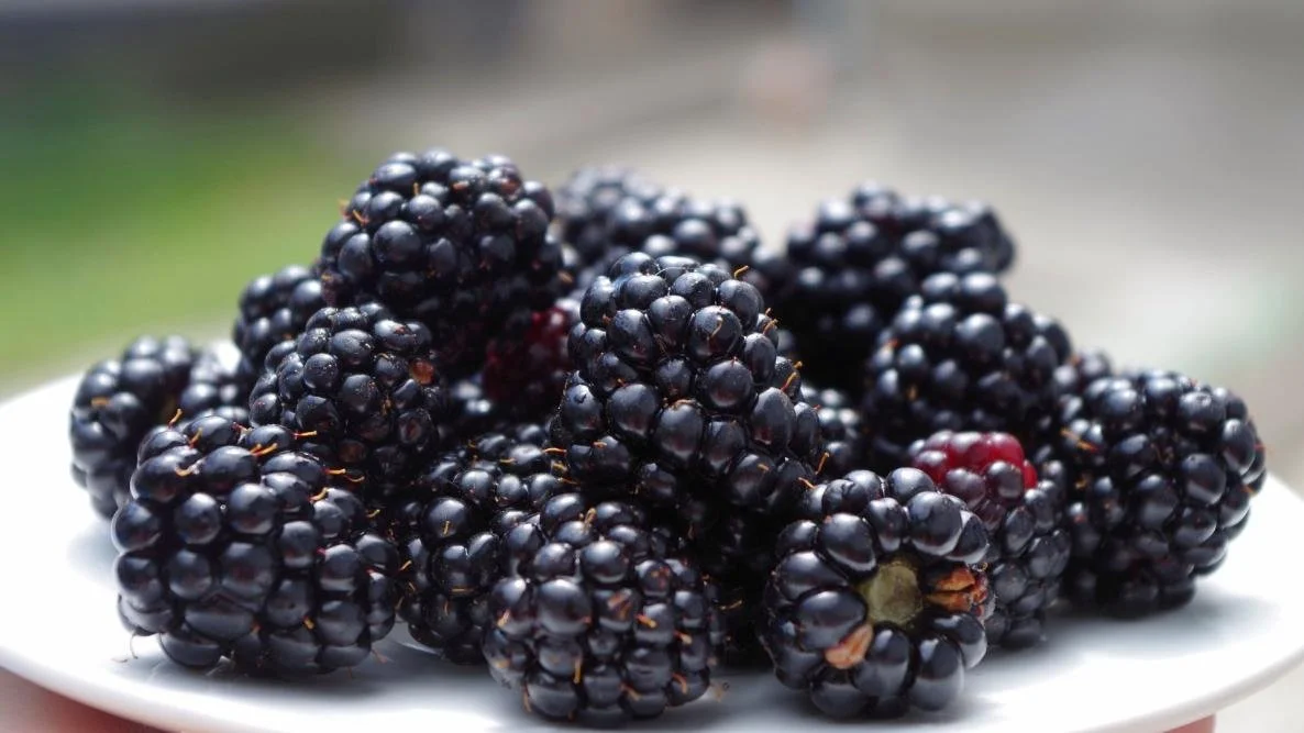 Organic Blackberries — Mandela Grocery Cooperative