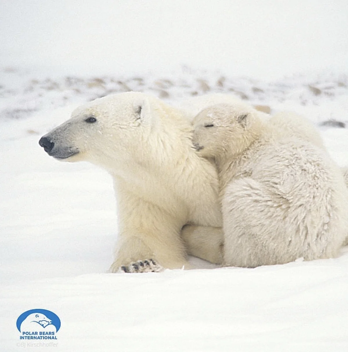 Mama polar bear and her cub (photo by: @polarbearsinternational )