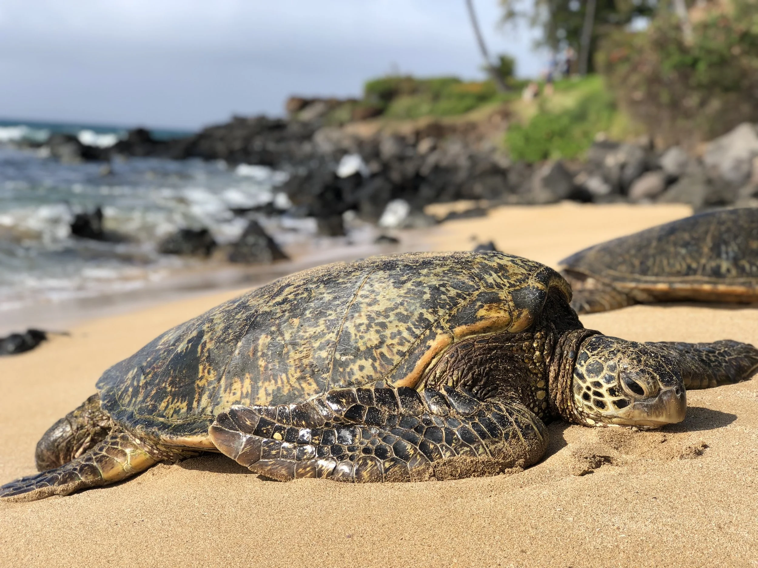 Green sea turtle (honu) on a beach in Ka'anapali (photo by: @thelotuspage )