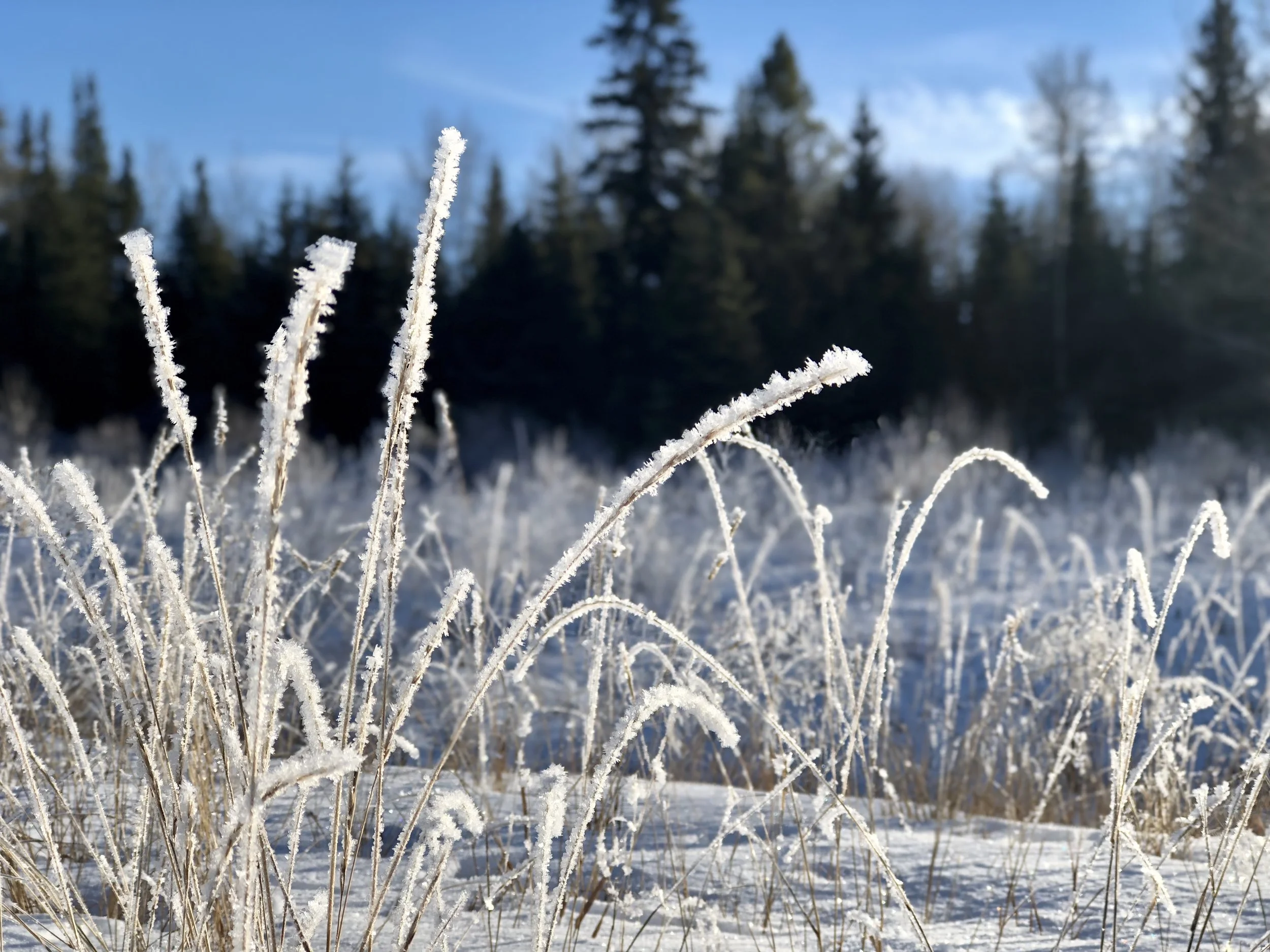 photo by: @thelotusproject_yeg