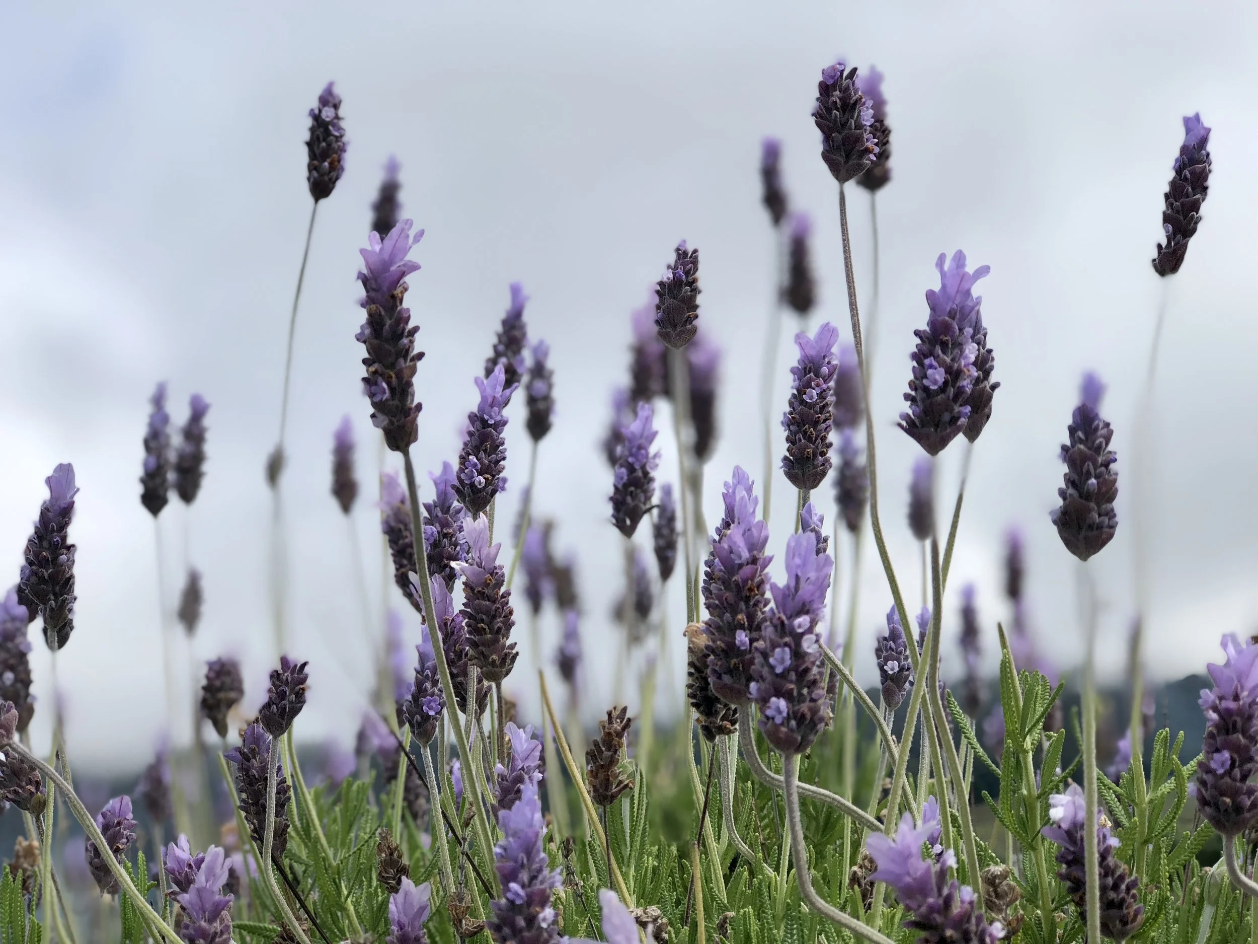 Lavender plants in Kula, HI. Photo by: @thelotusproject_yeg