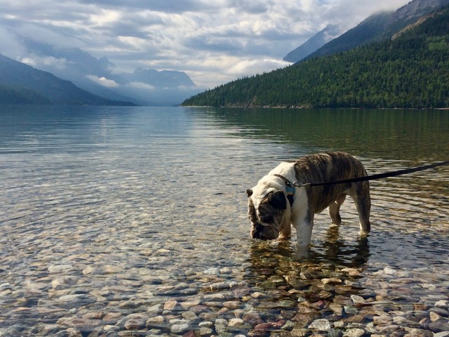 Waterton Lake (photo by: @thelotusproject_yeg )