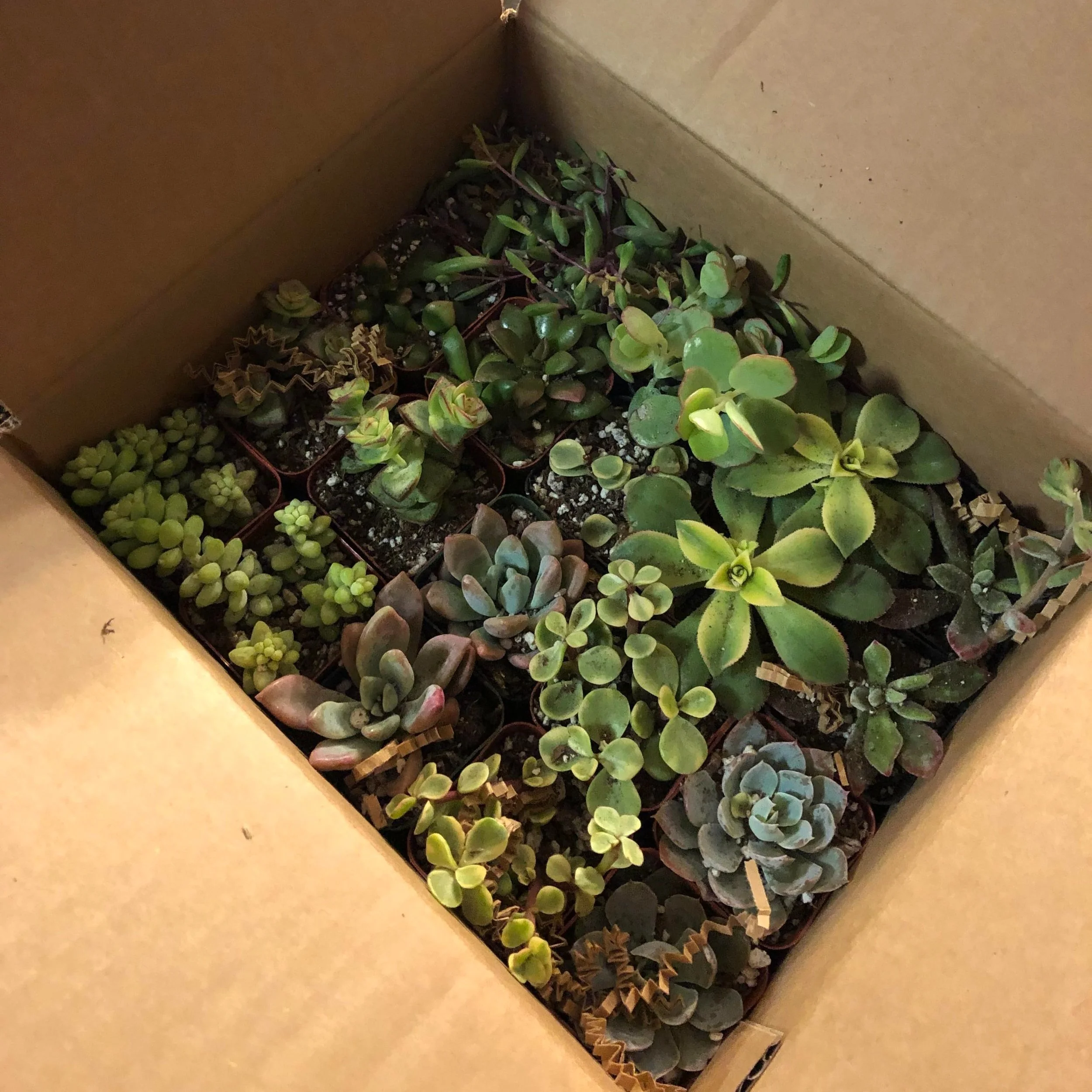 Growth - The Beginning