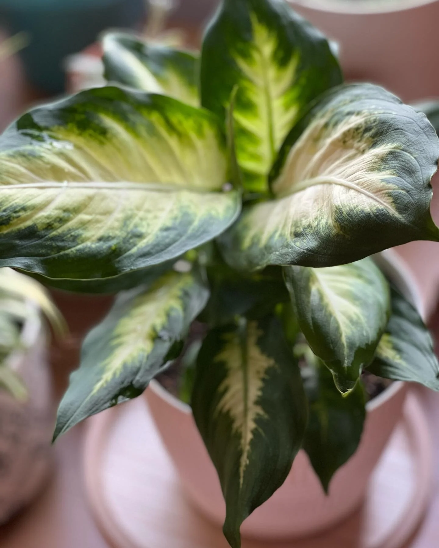 This is Diffie (dieffenbachia). Sometimes it is Joe. Prefers to grow to &ldquo;John Deer Green&rdquo; and &ldquo;Pick-Up Man.&rdquo; Named after one of the greats of the 90s. Similar to his namesake&rsquo;s glorious mullet, big fan of the details on 